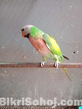 Parrot